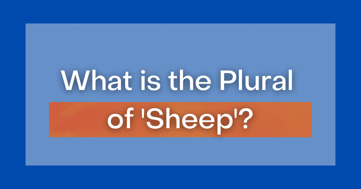 sheeps-or-sheep-what-is-the-plural-of-sheep