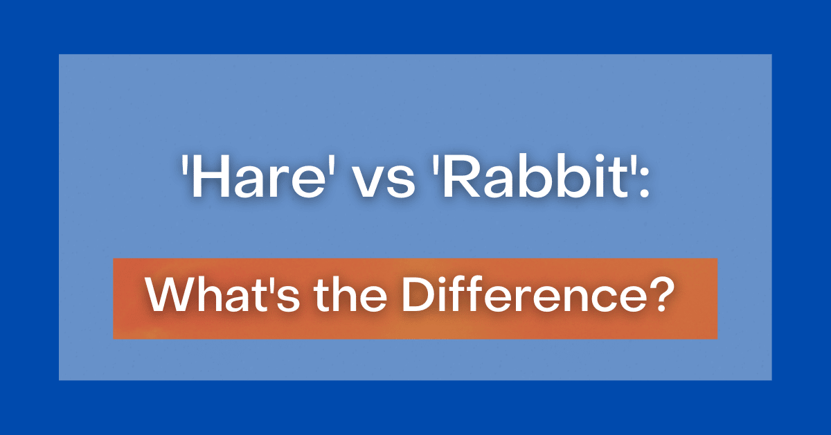 'Hare' vs 'Rabbit': What's the Difference?