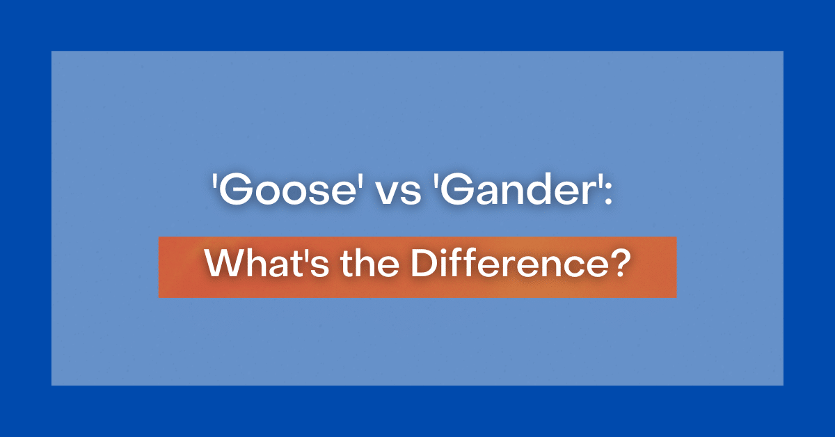 Goose Vs Gander Whats The Difference 2912