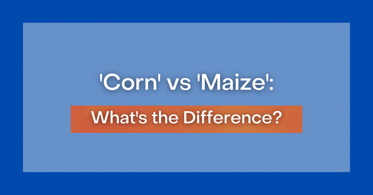 corn-vs-maize-what-s-the-difference-gardening-channel