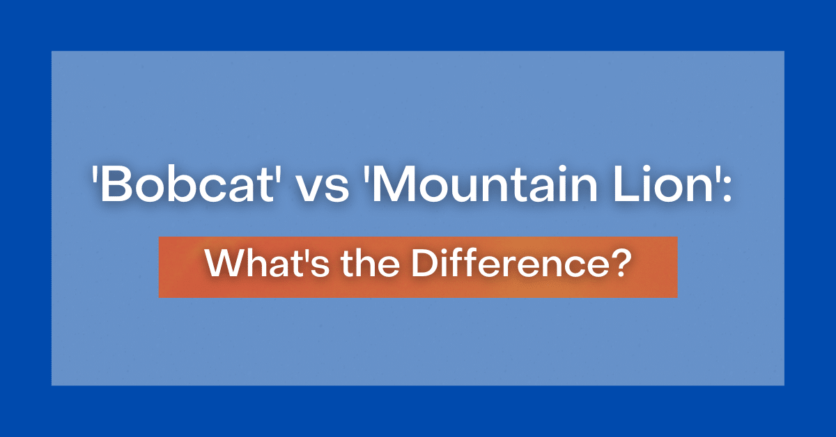 'Bobcat' vs 'Mountain Lion': What's the Difference?