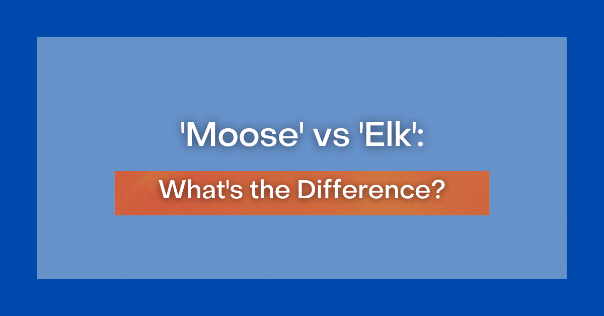 ‘Moose' vs 'Elk' What's the Difference?